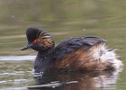 Black-necked Grebe - David Atkinson (Beginners).jpg